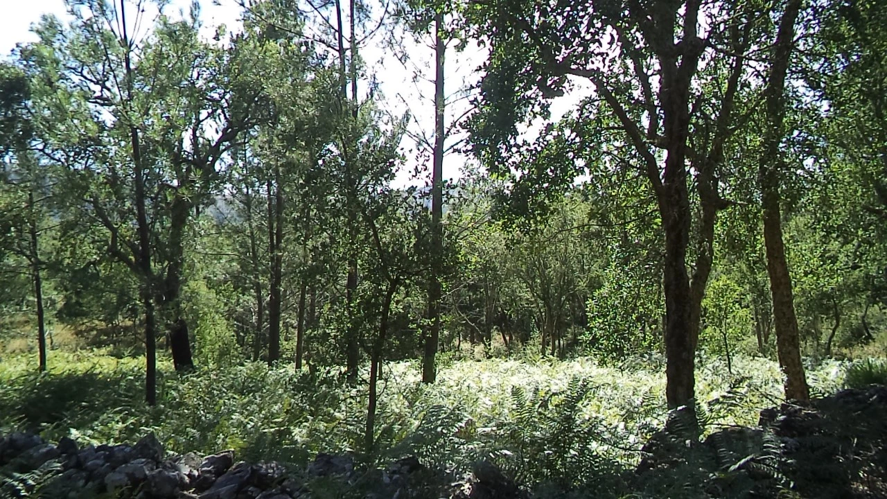 Terreno para Venda em São Salvador da Aramenha Foto 5