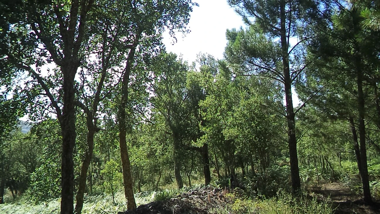 Terreno para Venda em São Salvador da Aramenha Foto 6