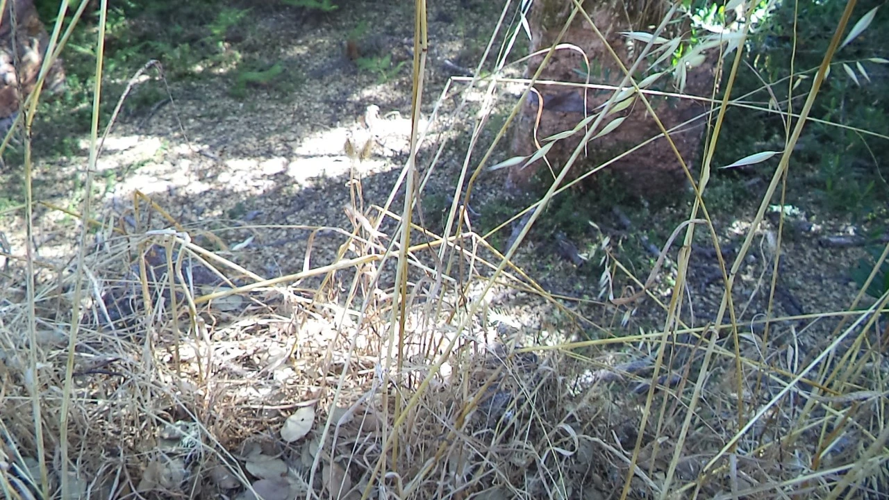 Terreno para Venda em São Salvador da Aramenha Foto 13