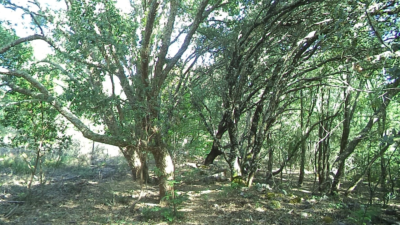 Terreno para Venda em São Salvador da Aramenha Foto 16