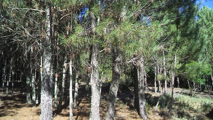 Terreno para Venda em São Salvador da Aramenha Foto 2