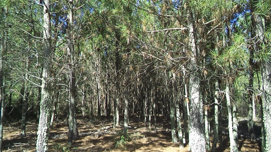 Terreno para Venda em São Salvador da Aramenha Foto 4