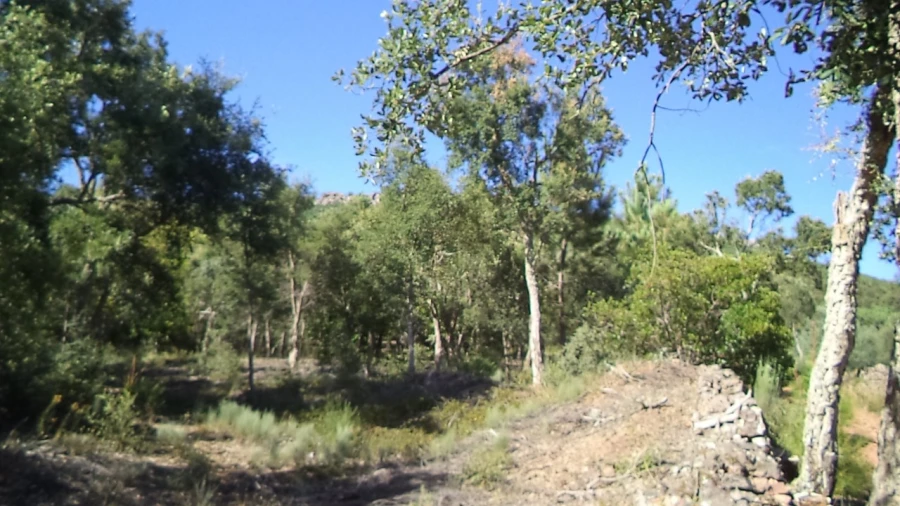 Terreno para Venda em São Salvador da Aramenha Foto 9
