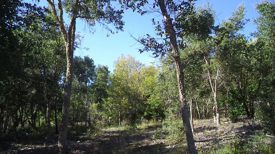 Terreno para Venda em São Salvador da Aramenha Foto 10
