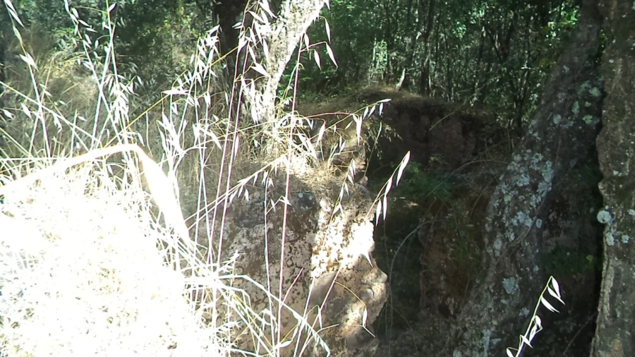 Terreno para Venda em São Salvador da Aramenha Foto 12