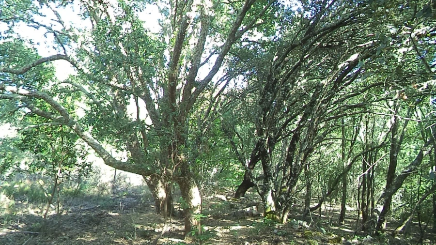 Terreno para Venda em São Salvador da Aramenha Foto 15