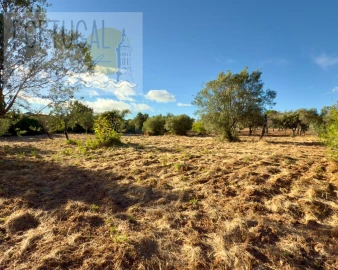 Terreno para Venda em Loule (São Clemente)