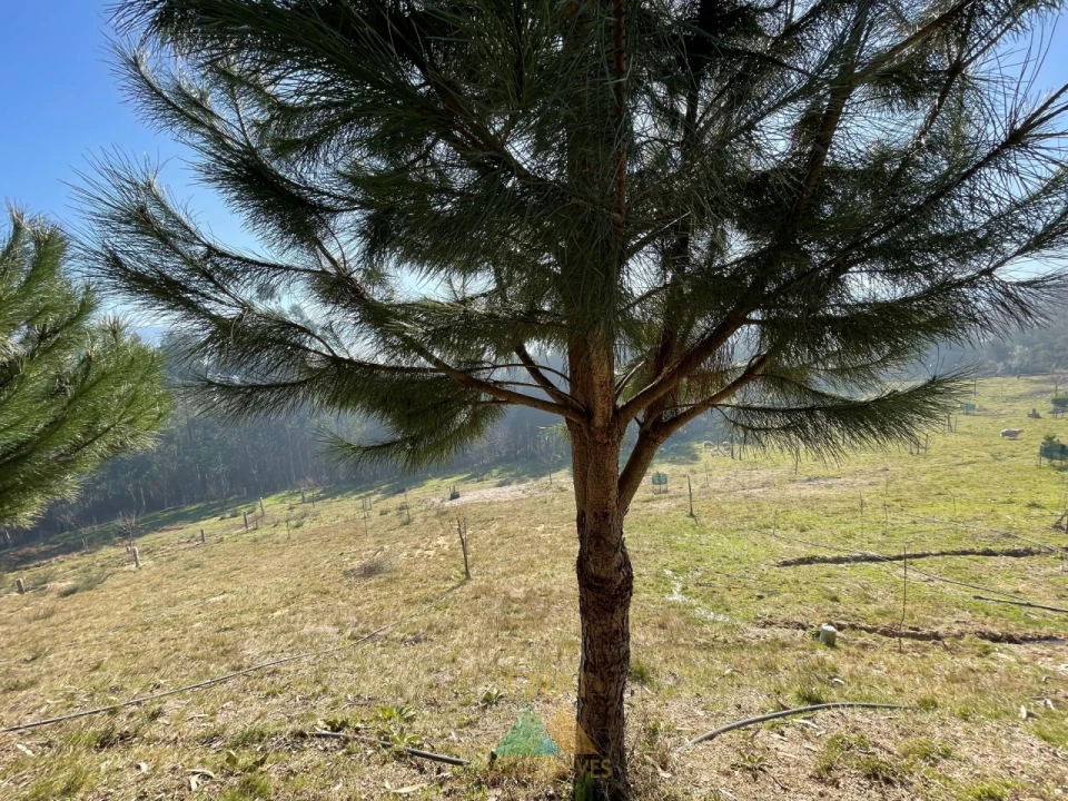 Terreno para Venda em Padreiro (Salvador e Santa Cristina) Foto 35