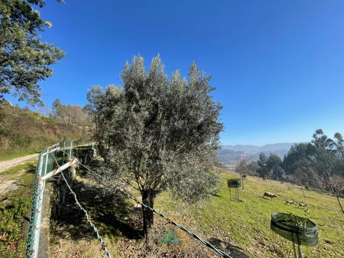 Terreno para Venda em Padreiro (Salvador e Santa Cristina) Foto 7