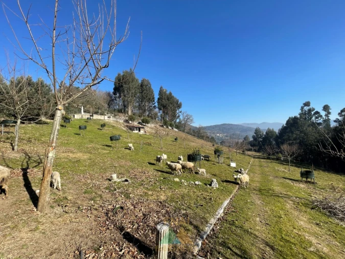 Terreno para Venda em Padreiro (Salvador e Santa Cristina) Foto 12