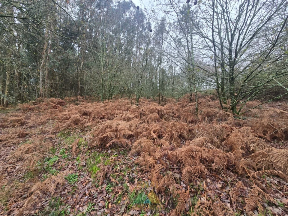 Terreno para Venda em Souto e Tabaçô Foto 15