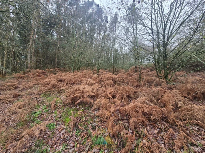 Terreno para Venda em Souto e Tabaçô Foto 15