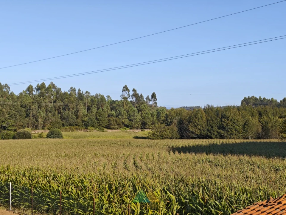 Terreno para Venda em Ardegão, Freixo e Mato Foto 2