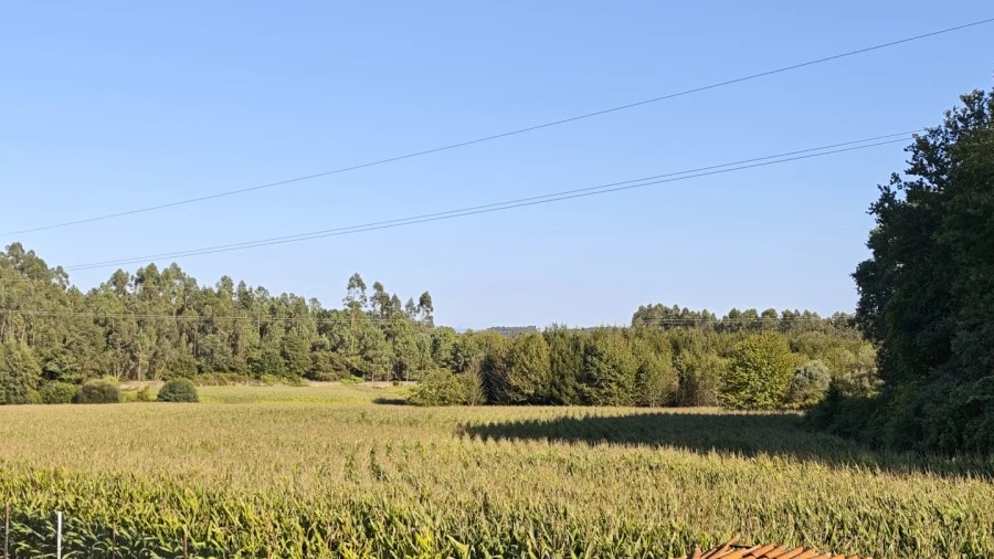 Terreno para Venda em Ardegão, Freixo e Mato