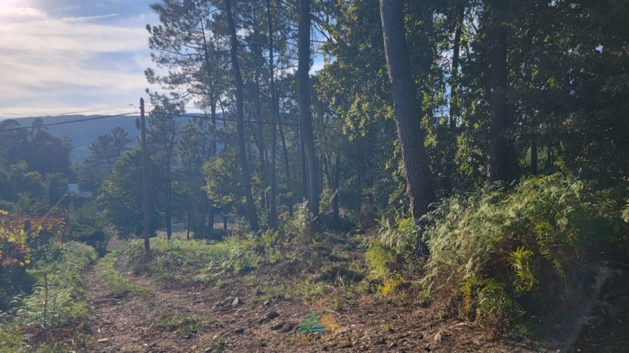 Terreno para Venda em Navió e Vitorino dos Piães Foto 3