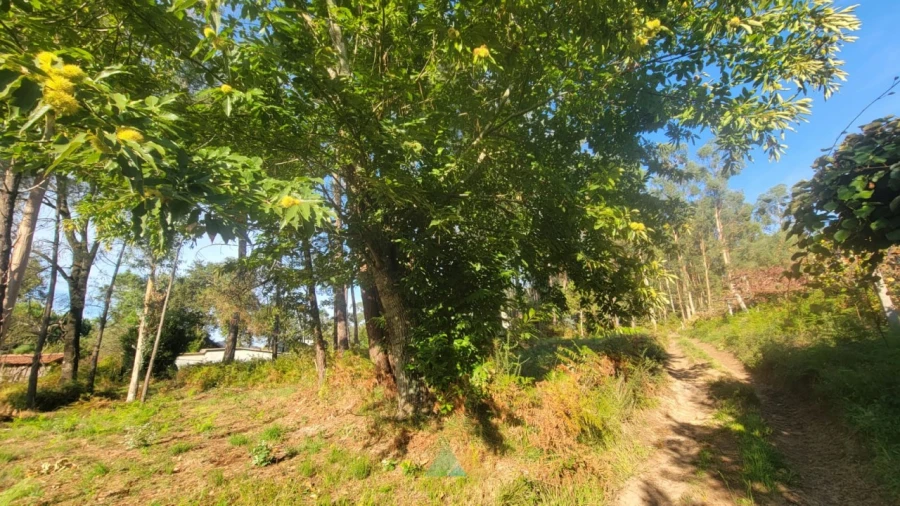 Terreno para Venda em Navió e Vitorino dos Piães Foto 10