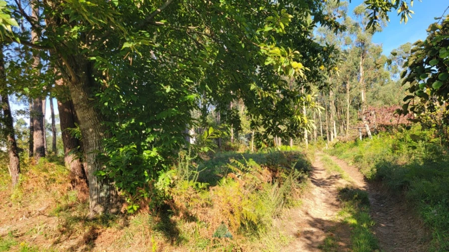 Terreno para Venda em Navió e Vitorino dos Piães Foto 12
