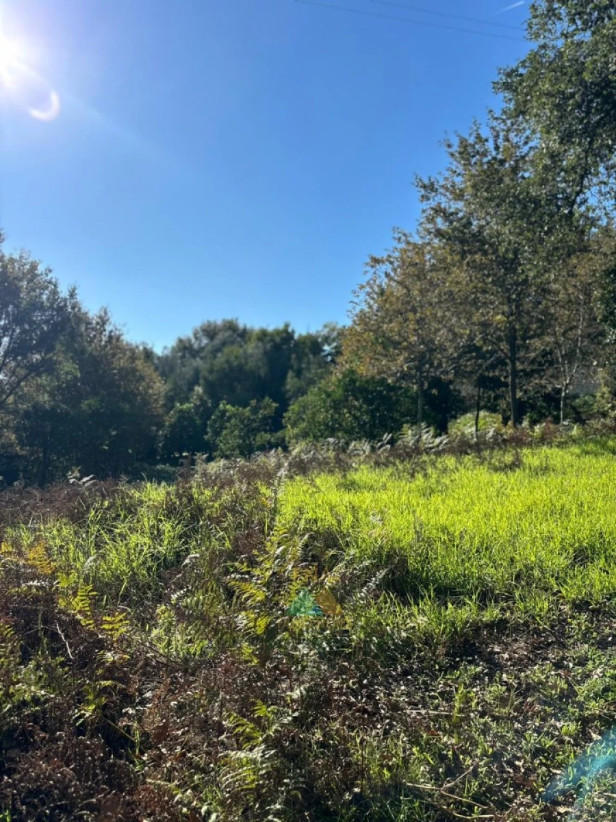 Terreno para Venda em Vila Verde e Barbudo Foto 23