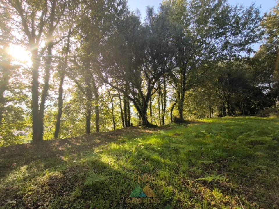 Terreno para Venda em Vilela, São Cosme e São Damião e Sá Foto 6