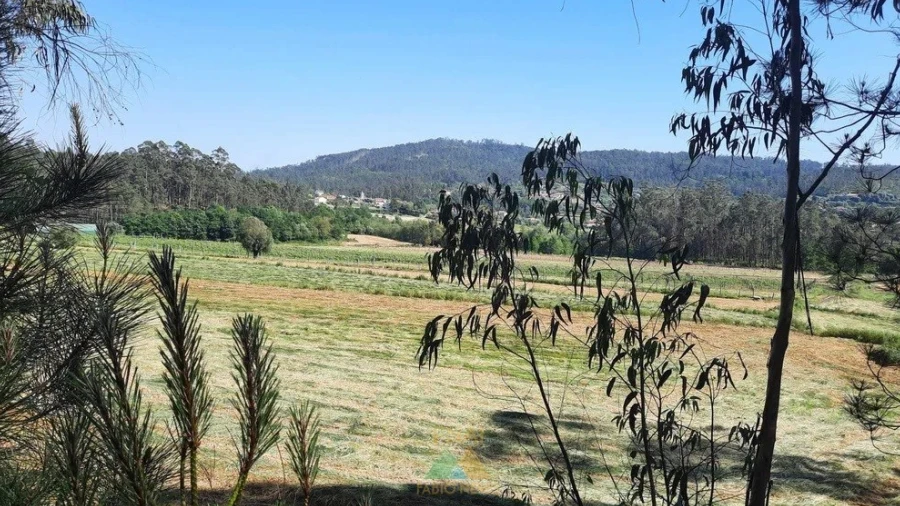 Terreno para Venda em Ardegão, Freixo e Mato