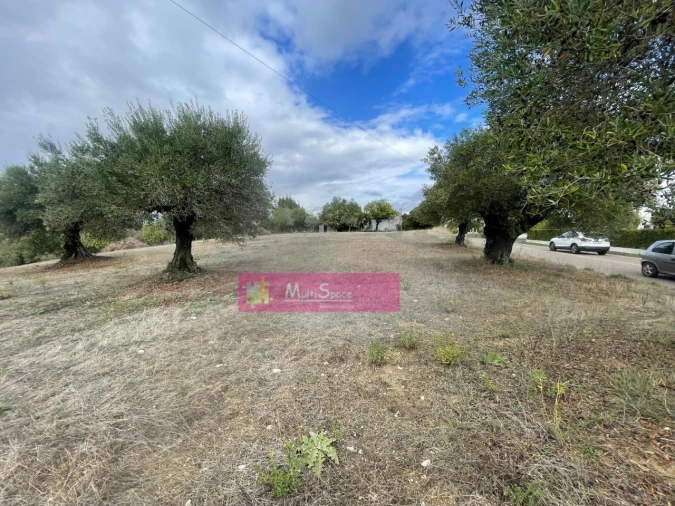 Terreno para Venda em Torres Novas (São Pedro), Lapas e Ribeira Branca Foto 5