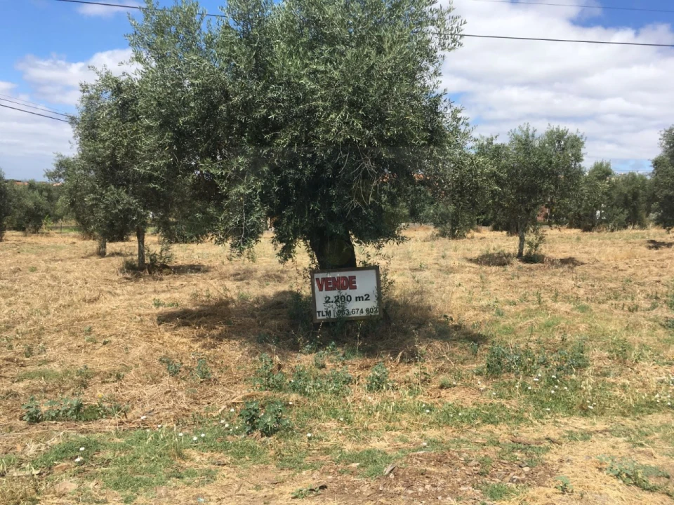 Terreno para Venda em Mouriscas Foto 3