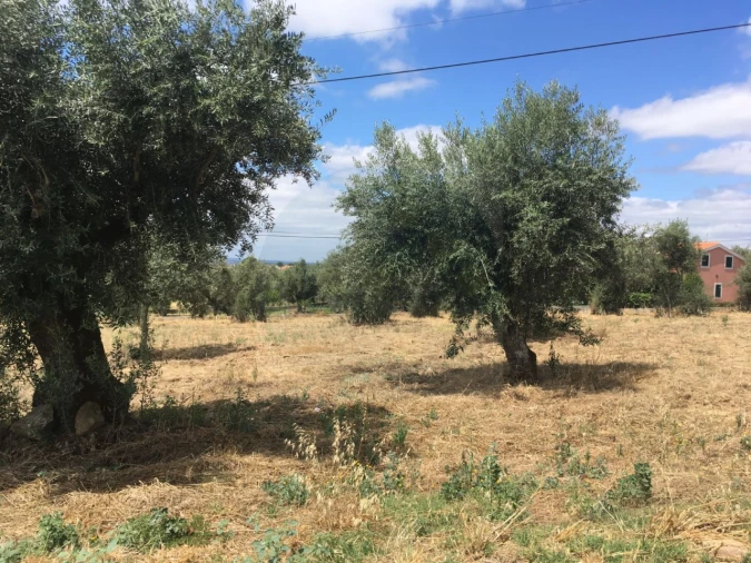 Terreno para Venda em Mouriscas