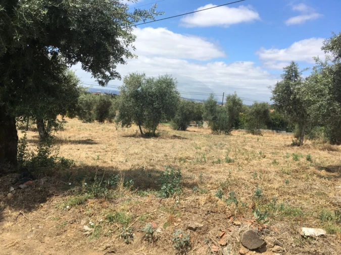 Terreno para Venda em Mouriscas Foto 4