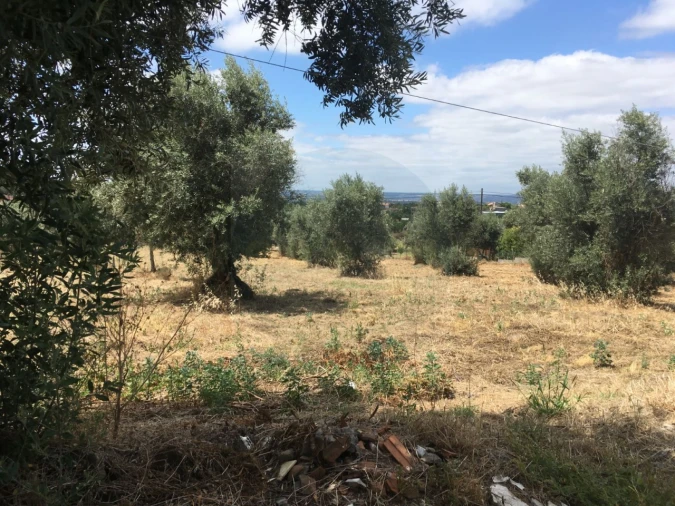 Terreno para Venda em Mouriscas Foto 6