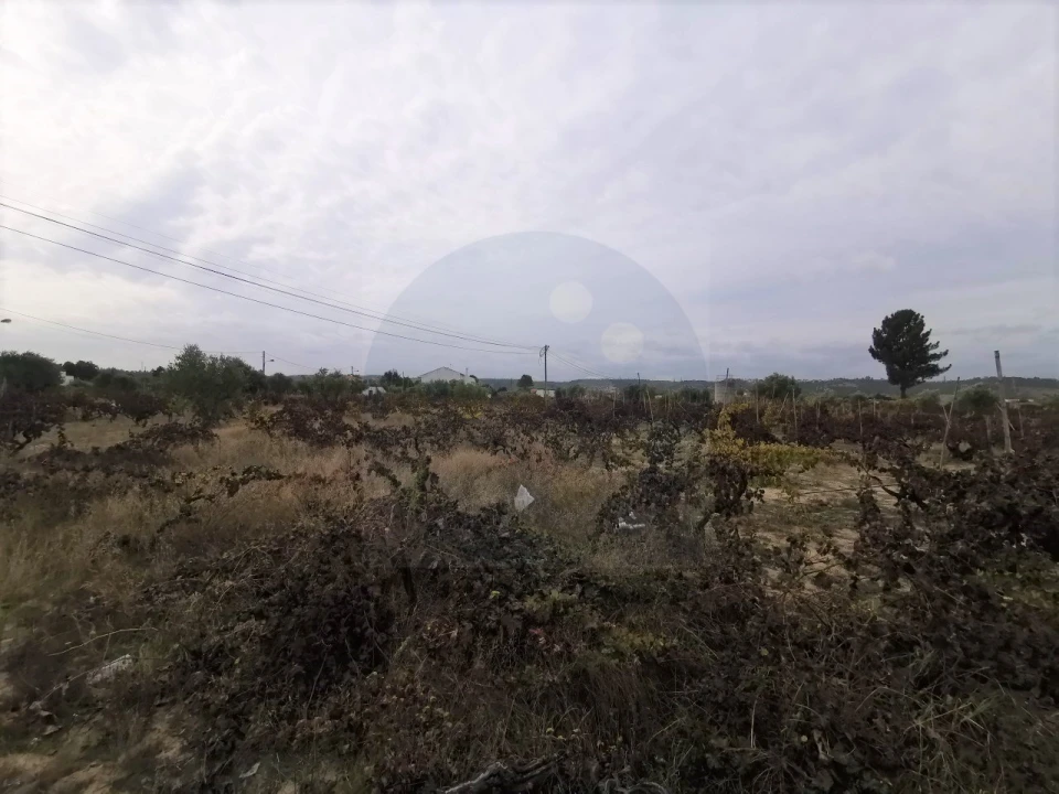 Terreno para Venda em São Miguel do Rio Torto e Rossio Ao Sul do Tejo Foto 7
