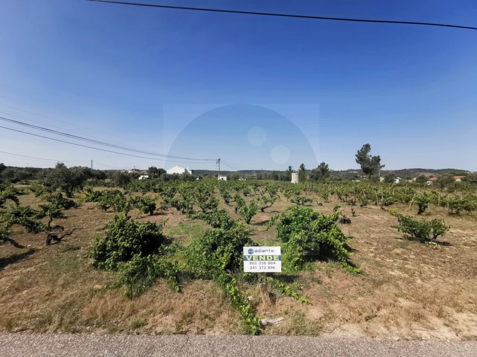 Terreno para Venda em São Miguel do Rio Torto e Rossio Ao Sul do Tejo Foto 3