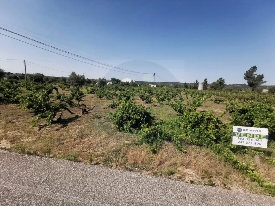 Terreno para Venda em São Miguel do Rio Torto e Rossio Ao Sul do Tejo Foto 4