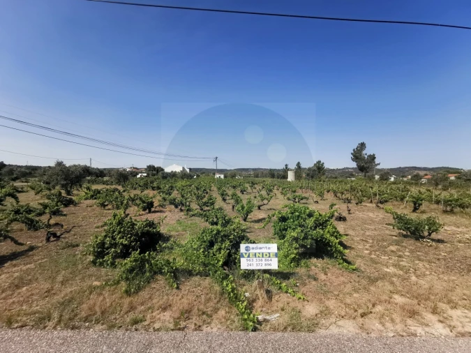Terreno para Venda em São Miguel do Rio Torto e Rossio Ao Sul do Tejo Foto 3