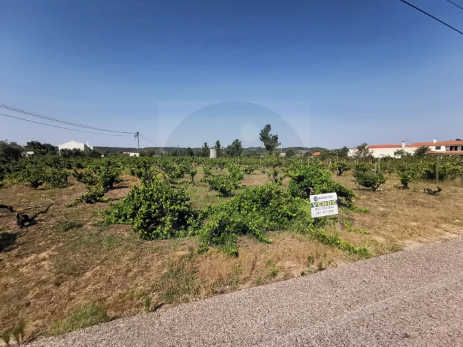 Terreno para Venda em São Miguel do Rio Torto e Rossio Ao Sul do Tejo Foto 5