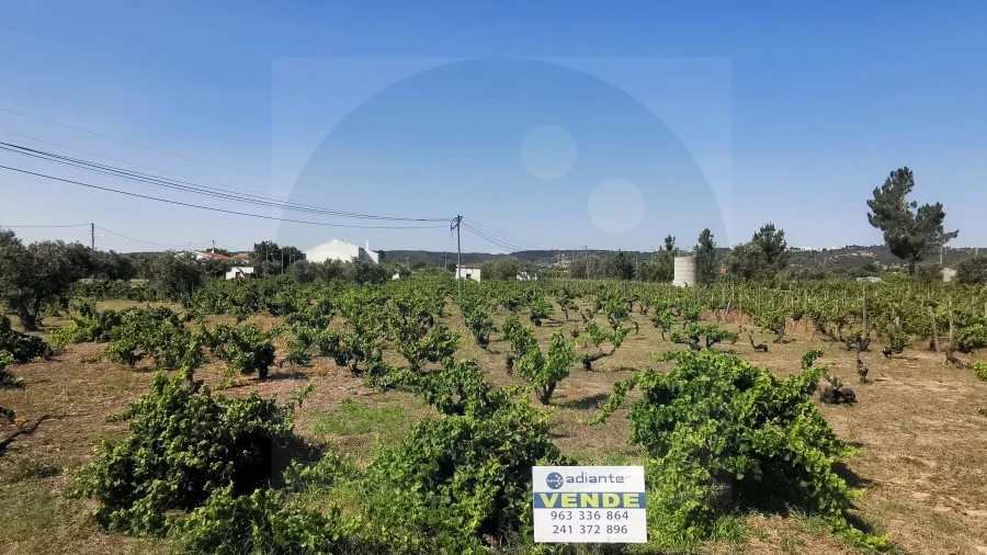 Terreno para Venda em São Miguel do Rio Torto e Rossio Ao Sul do Tejo