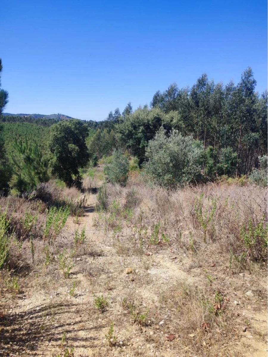 Terreno para Venda em Aldeia do Mato e Souto Foto 4