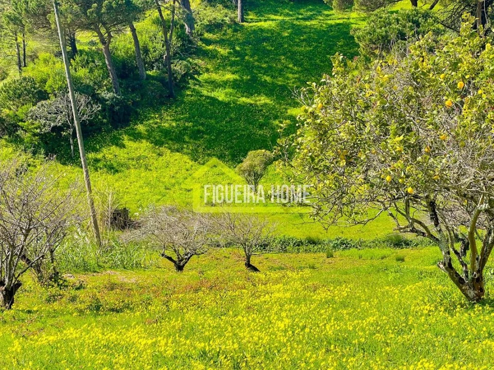 Terreno para Venda em Buarcos Foto 5