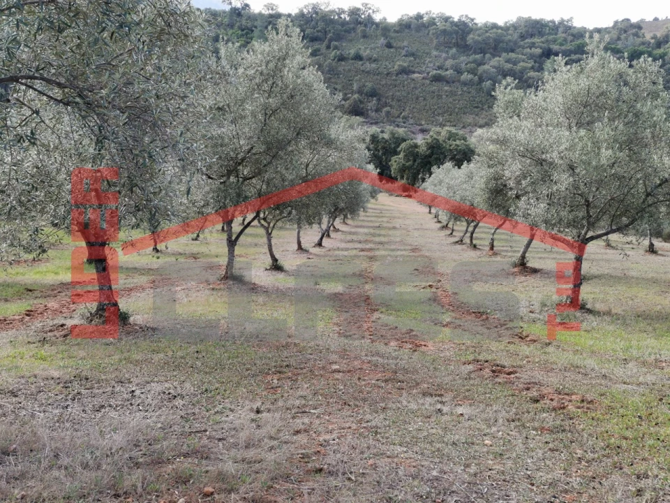 Terreno para Venda em Sampaio Foto 17