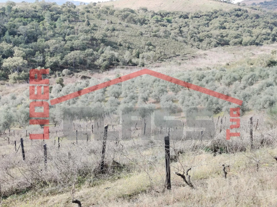 Terreno para Venda em Sampaio Foto 24