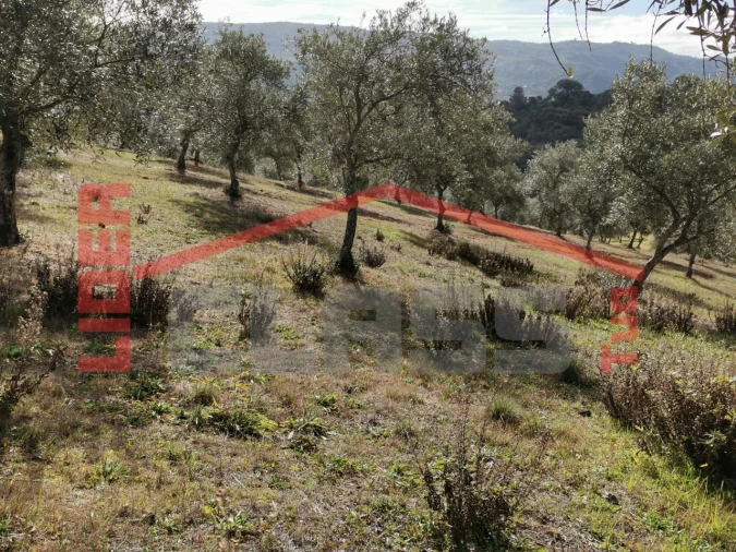 Terreno para Venda em Sampaio Foto 15