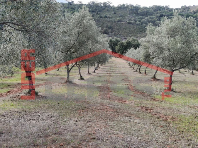 Terreno para Venda em Sampaio Foto 17