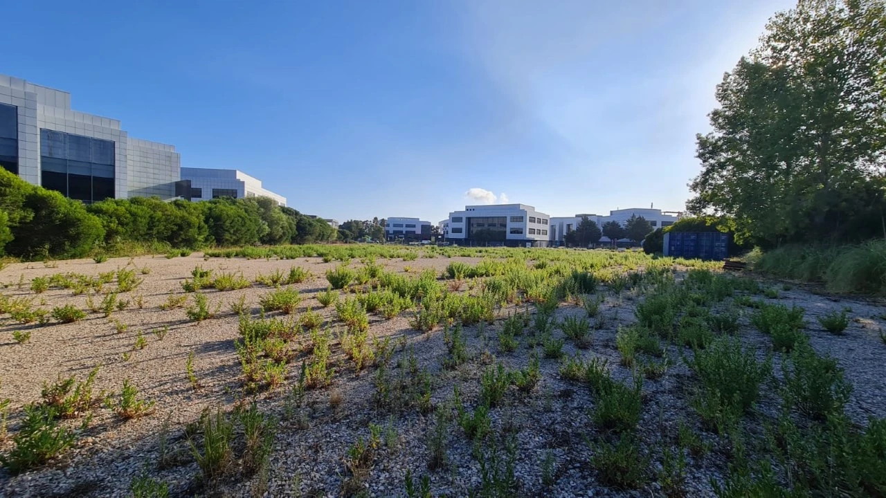 Terreno para Venda em Santa Maria e São Miguel, São Martinho, São Pedro Penaferrim Foto 11
