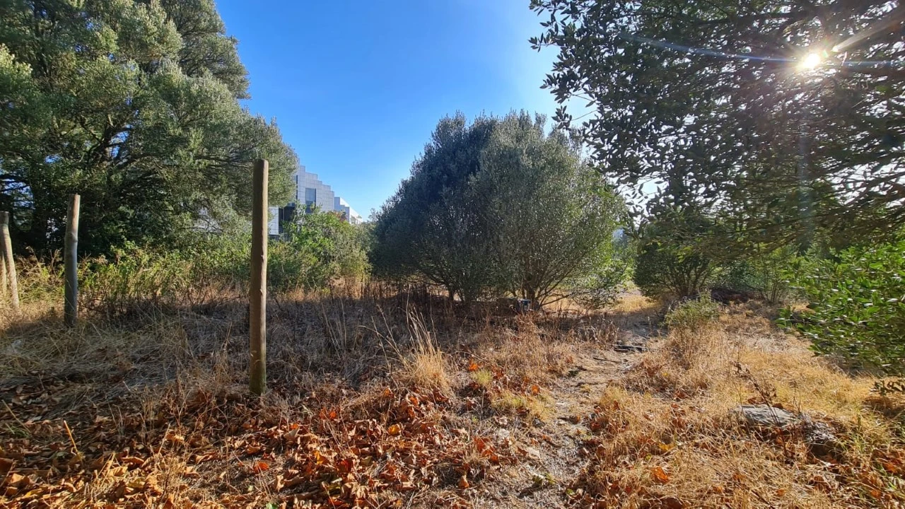 Terreno para Venda em Santa Maria e São Miguel, São Martinho, São Pedro Penaferrim Foto 27