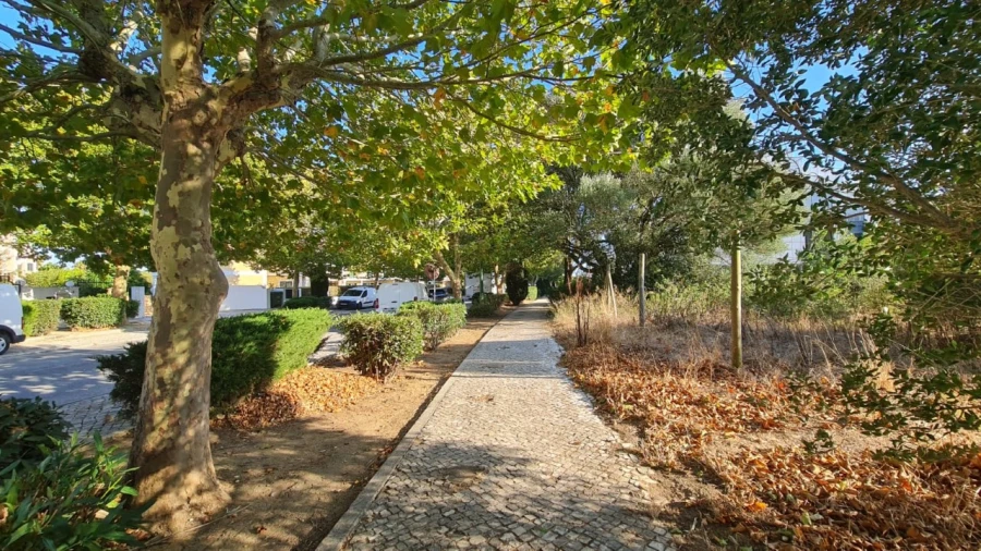 Terreno para Venda em Santa Maria e São Miguel, São Martinho, São Pedro Penaferrim Foto 26