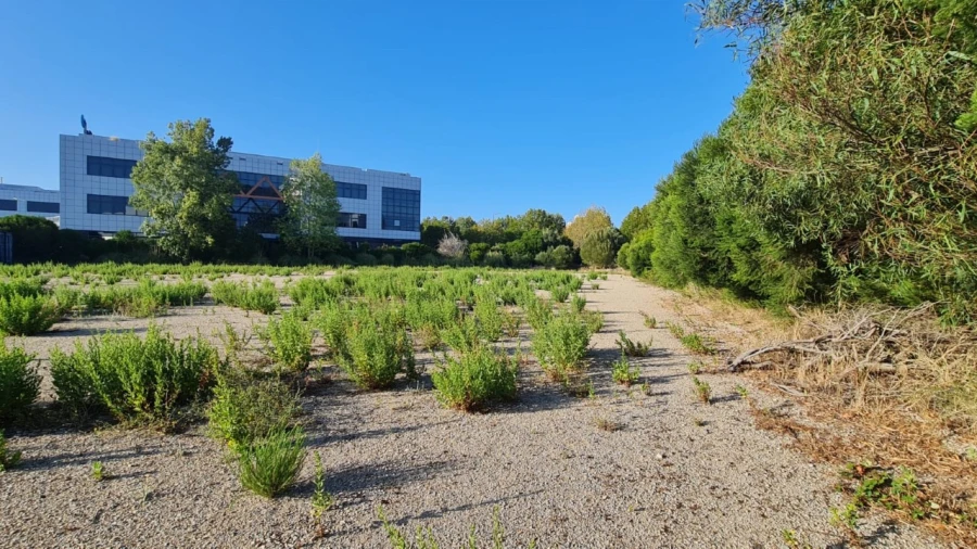 Terreno para Venda em Santa Maria e São Miguel, São Martinho, São Pedro Penaferrim Foto 43
