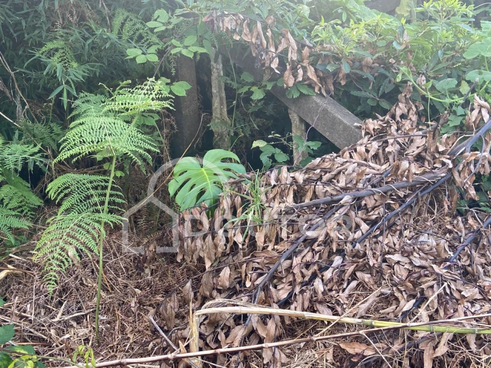 Terreno para Venda em Porto Moniz Foto 4