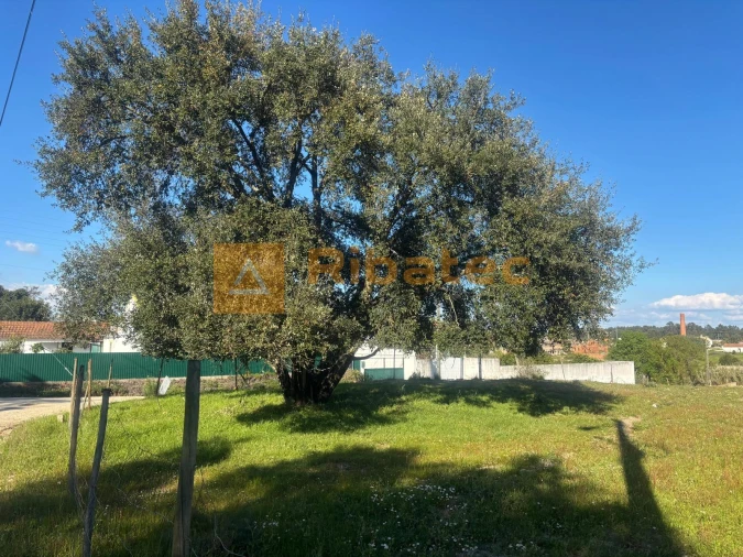 Terreno para Venda em Marinhais Foto 4