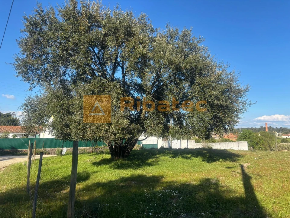 Terreno para Venda em Marinhais Foto 4