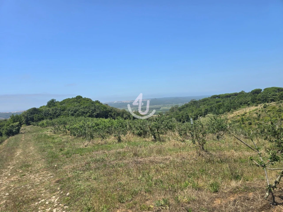 Terreno para Venda em Cela Foto 1