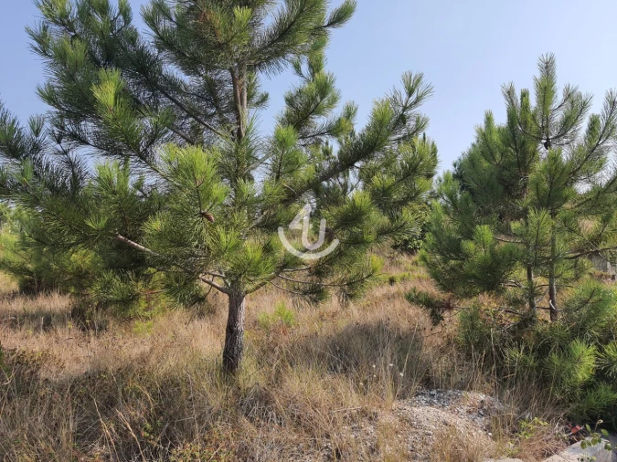 Terreno para Venda em Famalicão Foto 3